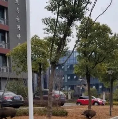 野猪闯进大学校区 所幸未造成伤亡