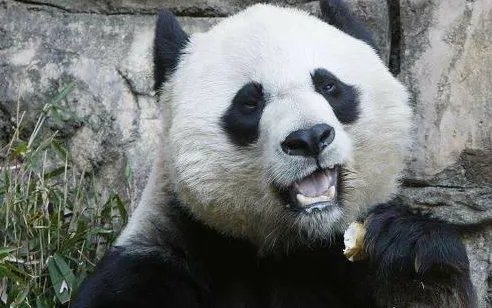 官方是如何回应“旅美大熊猫产后疑遭虐”的?