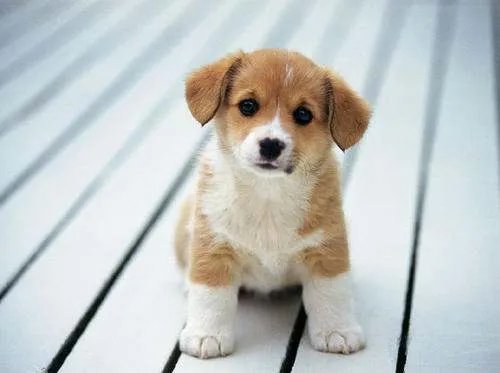 金毛犬狂走100公里回家，人和狗的情谊究竟可以有多深厚？