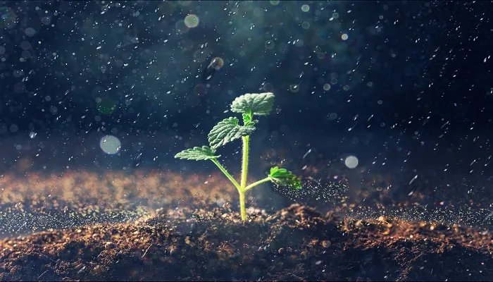 为什么下雨天睡得更香 为什么下雨天睡得更香甜