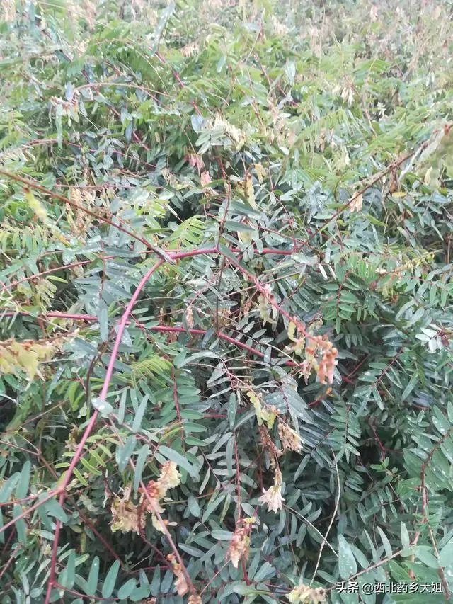 现在种植中药材赚钱吗？