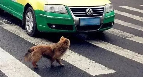 60岁大爷玩轮滑和未牵绳的狗相撞，此事到底是谁的责任？