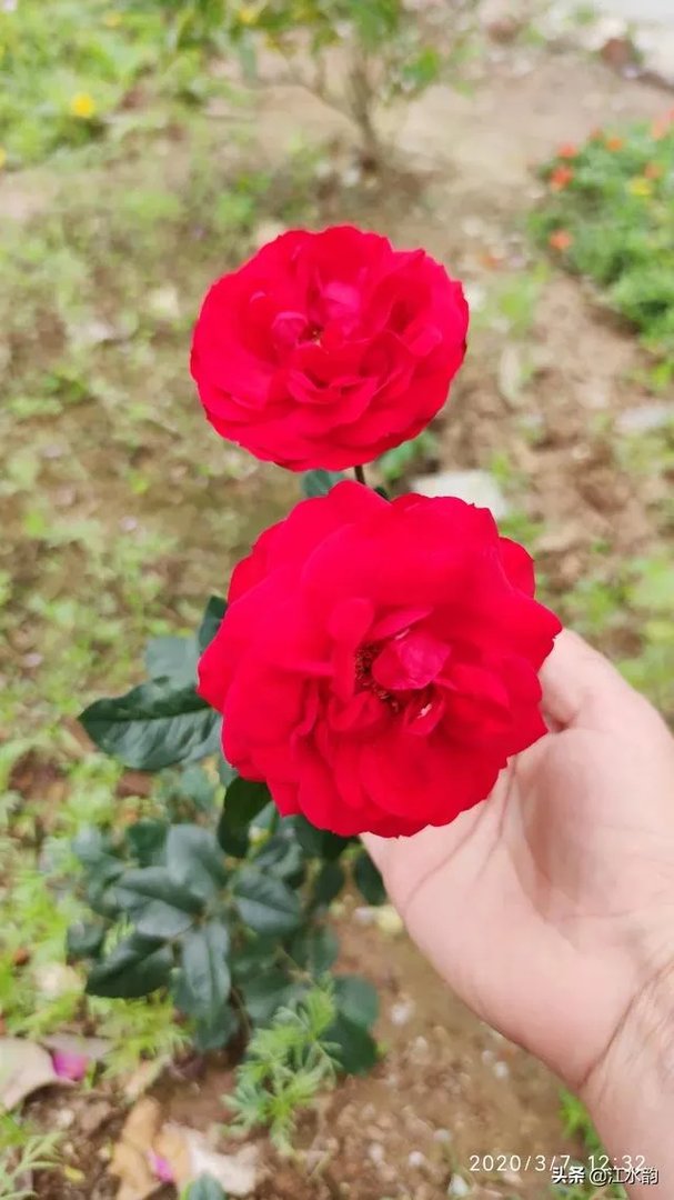 淘宝花店有没有推荐的？