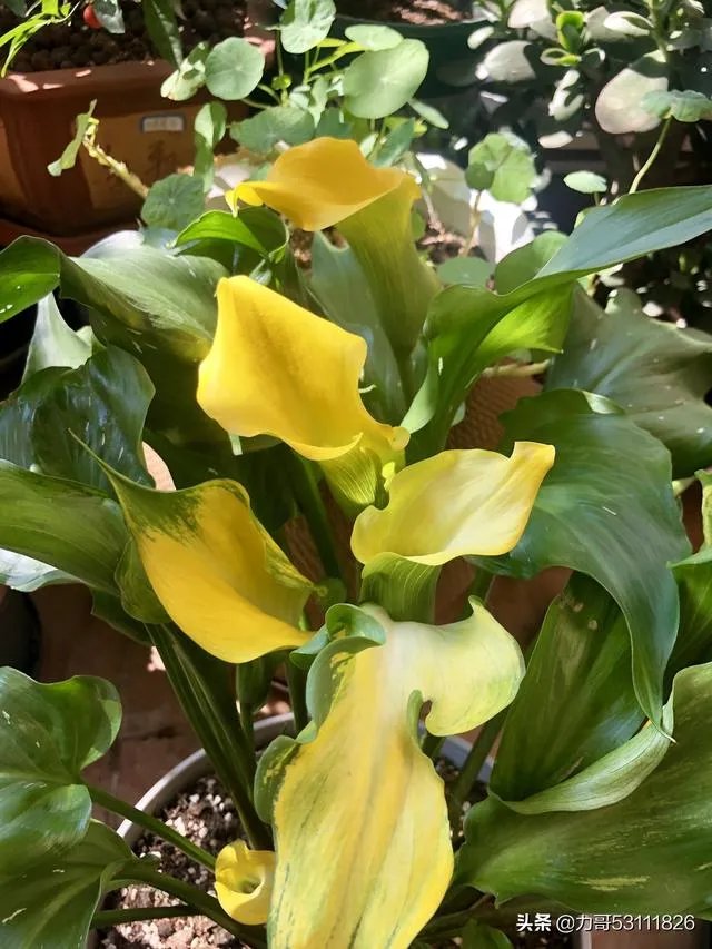 淘宝花店有没有推荐的？