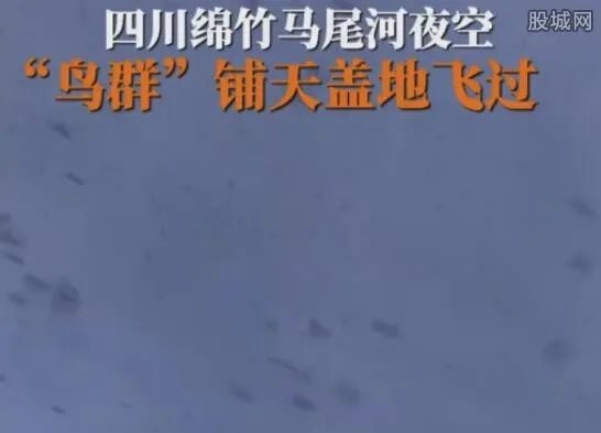 四川大量蝙蝠满天飞是什么预兆 出现大量蝙蝠在天空盘旋的原因