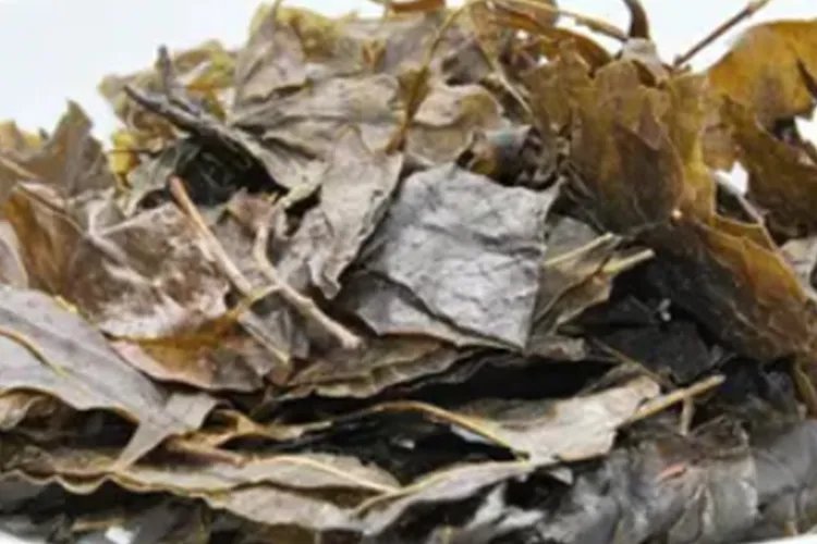 苦丁茶的功效与作用及禁忌和图片