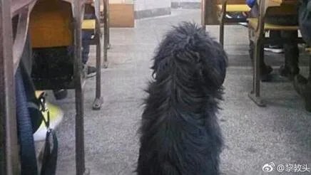 流浪狗咬11学生 校方称疯狗已被击毙