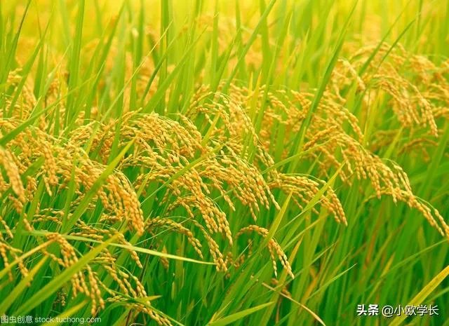 越南大米与国内大米有什么不同?