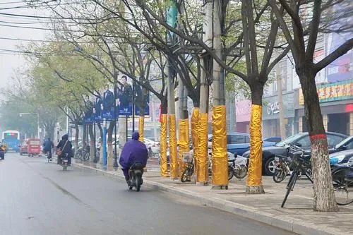 路边树木安呼吸道，如何科学的养殖树木？