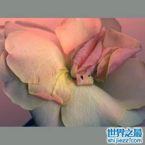 最真实的女人私长处啥样图片,擦下口水禁止幻想