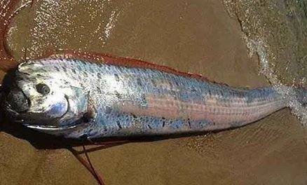 世界上最大的皇带鱼在哪里?它有什么特点以及生活习性?