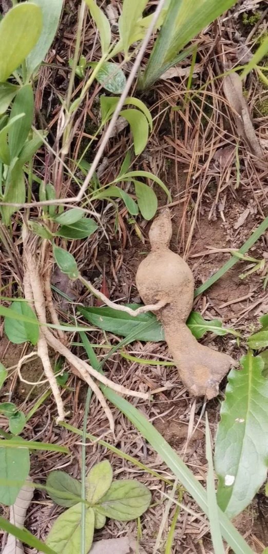 现在种植中药材赚钱吗？