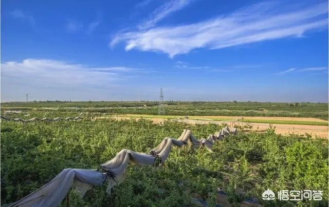 农村果园覆盖的防冰雹网是否能起到作用？