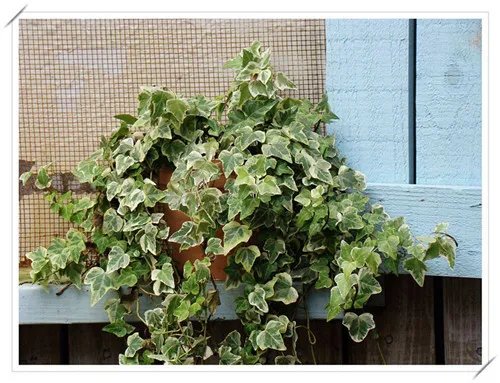 新房装修后放什么植物好 推荐6种最适合去除甲醛的植物