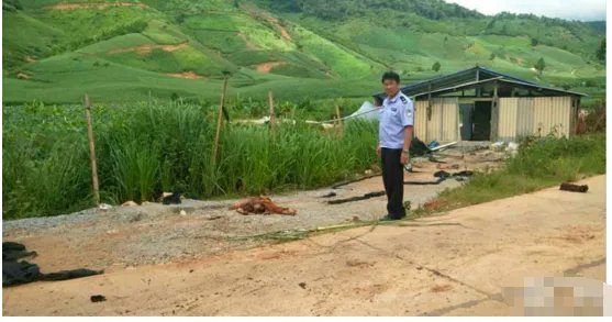 云南野象伤人事件造成多大损失?