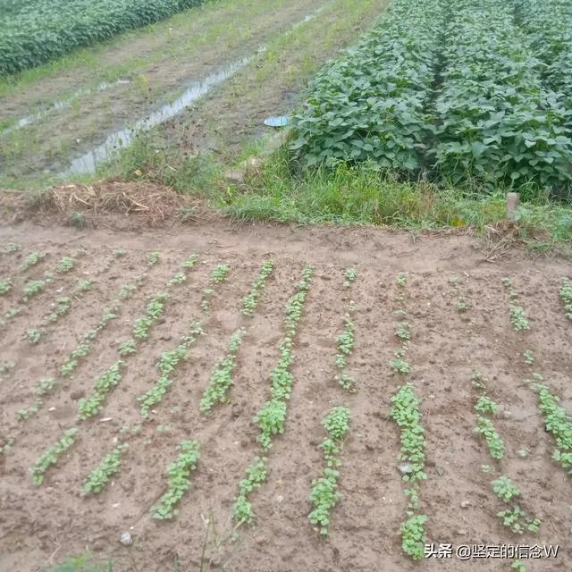 袁隆平称中国不会出现粮荒,你平时更喜欢吃米饭还是馒头?