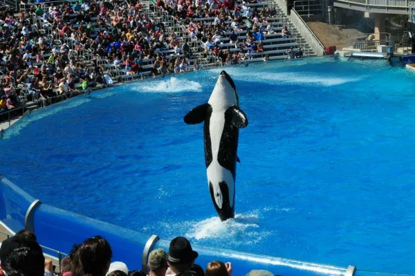 虎鲸被圈养42年后开始严重自残,它为何这么做?