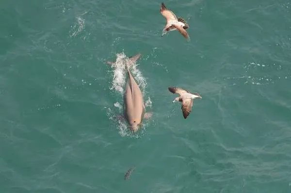 江豚宝宝长江戏水萌萌哒，江豚宝宝为何被称为微笑天使？