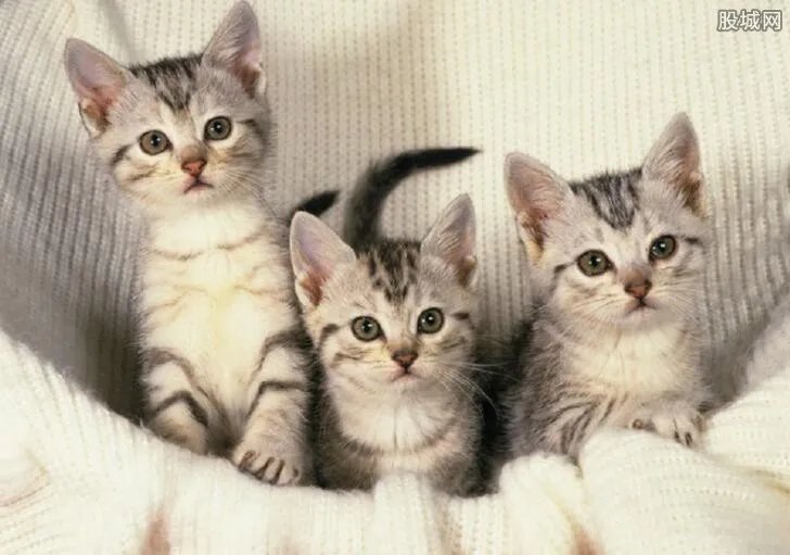 微信购到病瘟猫 5天花费数千元治疗小猫最终死亡