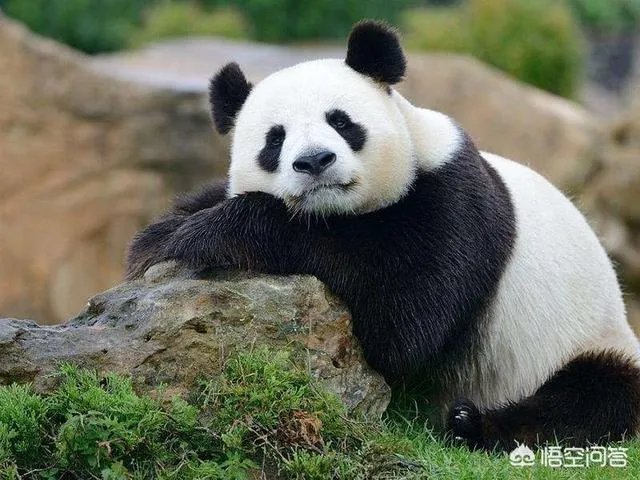 乐趣网傲视天地