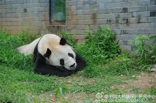 传奇大熊猫去世:全球圈养1/4都是她生的