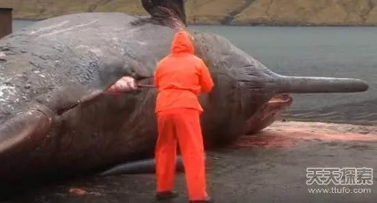 男子解剖香鲸 竟发生神奇一幕(画面吓人)