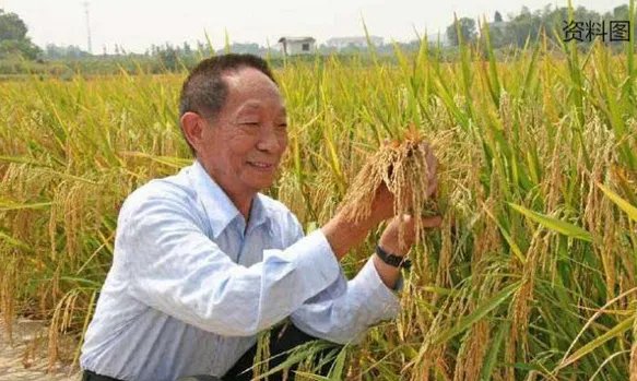 海水稻试种成功后形成稳定品种还需多久?