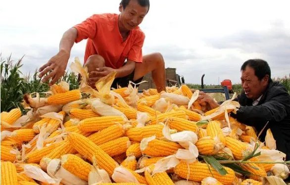 粮库竞拍玉米有大量虫眼,中储粮将会采取怎样的急救工作?