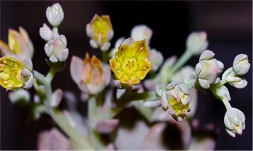 观音莲开花吗   如何养殖观音莲