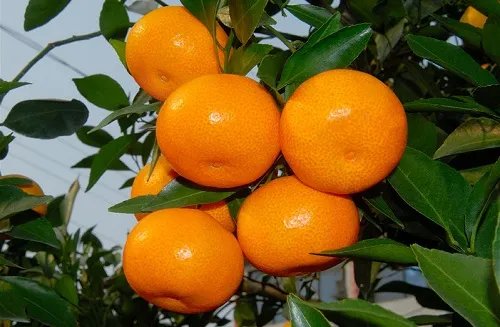 我国是世界柑橘发源地,其中黄岩蜜橘栽培起源于什么时期