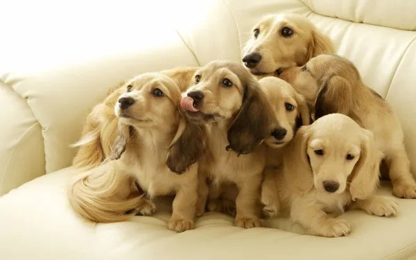 巨型狗头蝙蝠图片