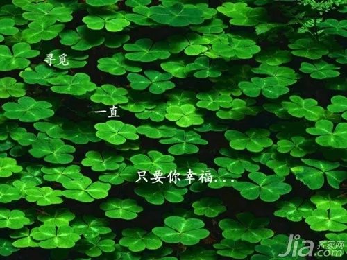 四叶草的传说有哪些  四叶草的含义介绍