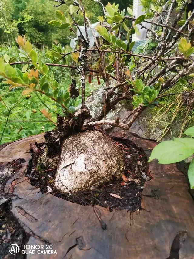 现在种植中药材赚钱吗？