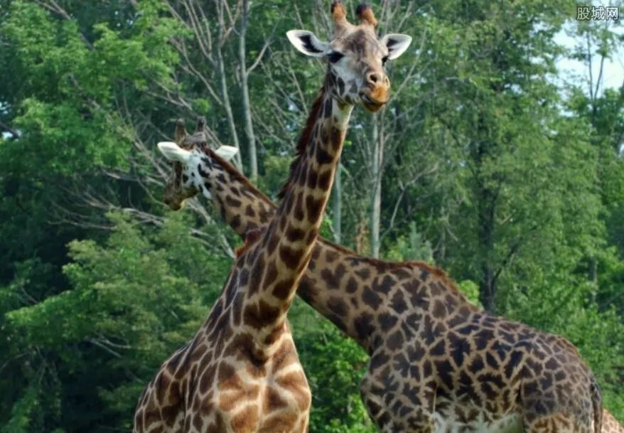 长颈鹿使出无影脚 竟然将狮群赶跑来护子