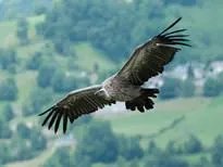 亚洲各国的国鸟是什么?