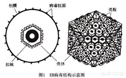金宇彬得鼻咽癌,这个病能治愈吗?