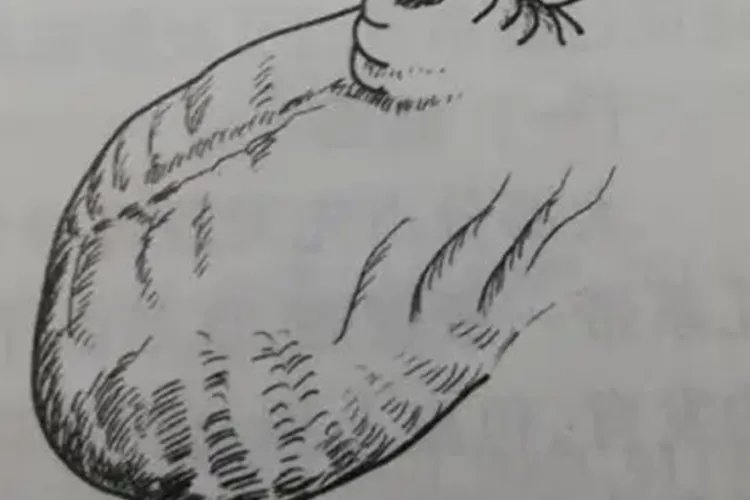 隐匿性阴茎图片