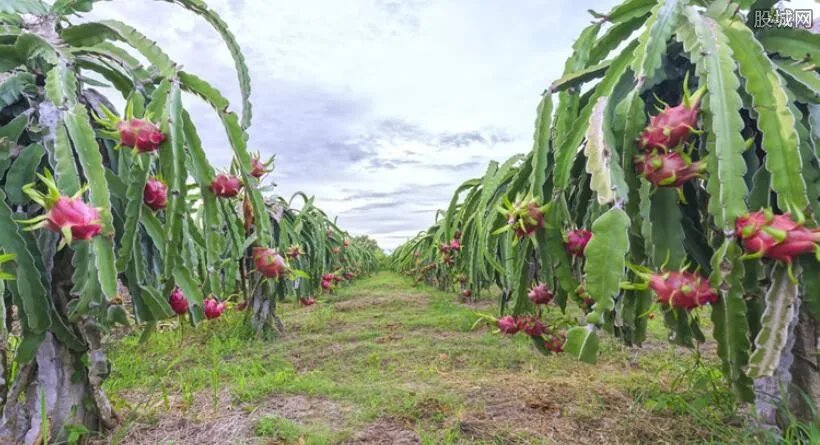种植业种什么赚钱 以下的利润高的意想不到