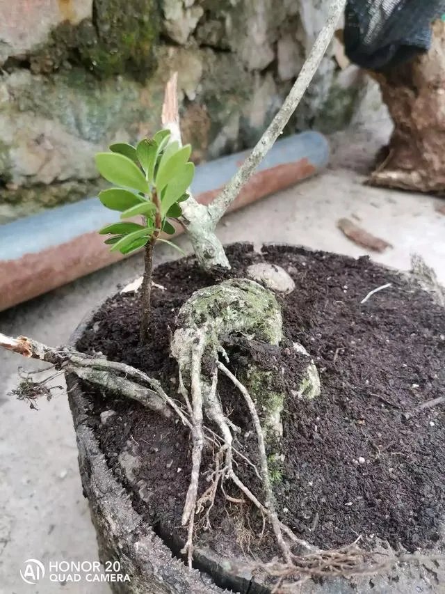 现在种植中药材赚钱吗？