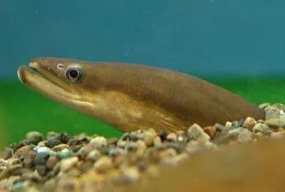 日本鳗为何遇严重鱼荒?