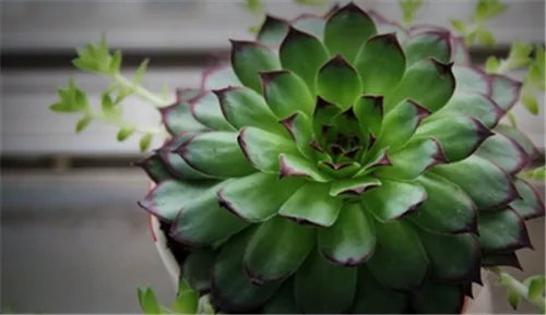 观音莲开花吗   如何养殖观音莲