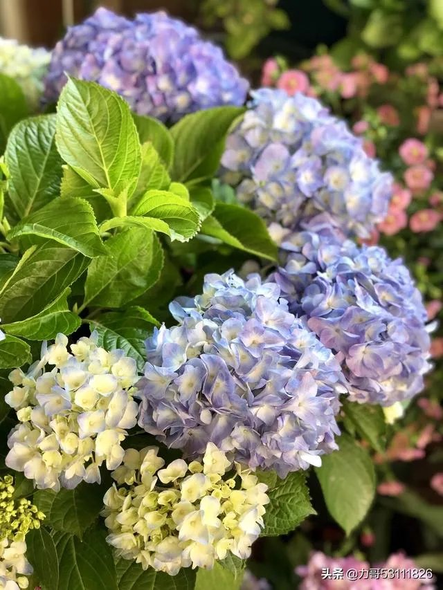 淘宝花店有没有推荐的？