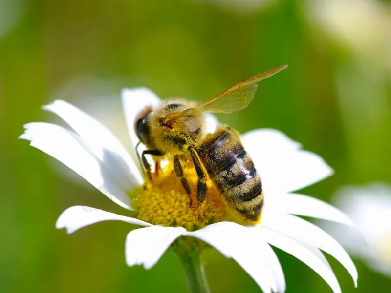 洋姜的营养价值