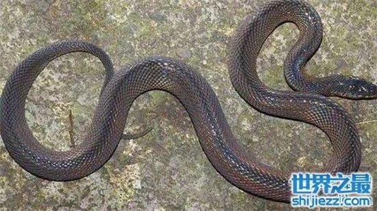 蛇进家门不能打的真相竟是这样,民间传闻被神化