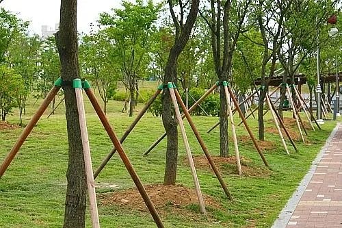 路边树木安呼吸道，如何科学的养殖树木？