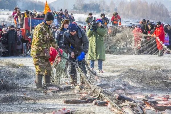 冬捕头鱼拍78万 为何头鱼价格如此之高(头鱼寓意吉祥)