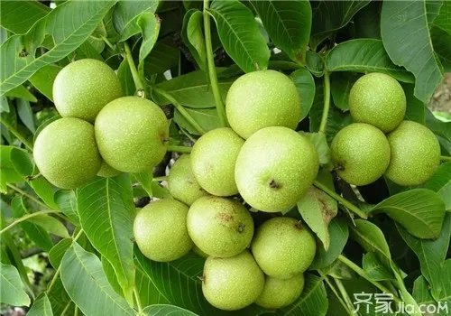 【核桃】8518核桃知识介绍  8518核桃品种优势