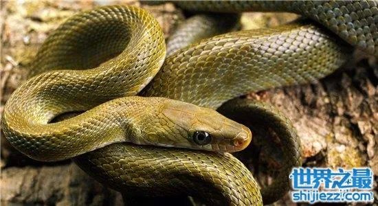 蛇进家门不能打的真相竟是这样,民间传闻被神化