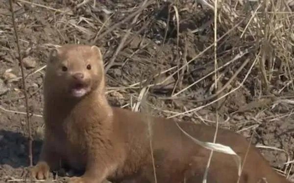 丹麦宣布捕杀1700万只水貂，为何会引起网友热议呢？