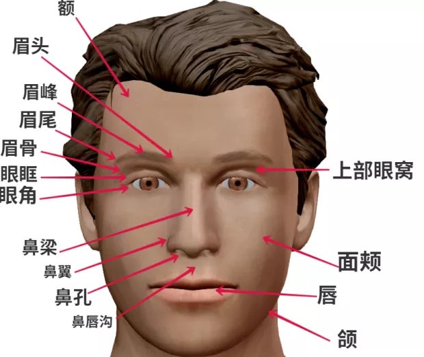 人面部各部位名称图